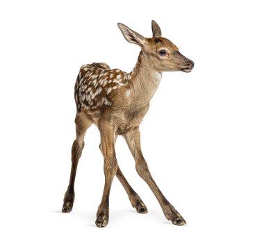 Kızıl geyik yavrusu, Cervus Elaphus, birkaç saat yaşında, beyaz arka planda yürüyor ve uzaklara bakıyor.