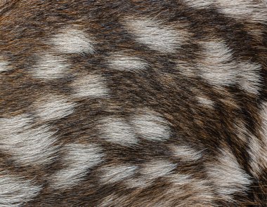 Birkaç saatlik kızıl geyik yavrusunun detaylı dokusu - servus elaphus - kürkü, karmaşık desenlerini ve doğal kamuflajını gözler önüne seriyor.