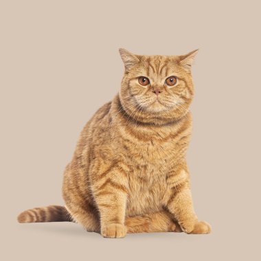 Kızıl İngiliz Shorthair kedisi oturuyor ve kahverengi bir arka planda kameraya bakıyor