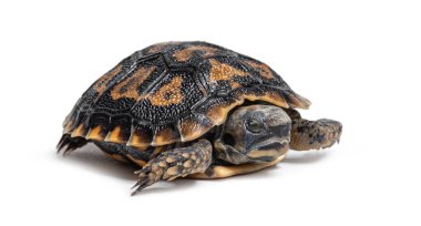 Bebek krep kaplumbağası, malacochersus tornieri, beyaz arka planda dinleniyor, benzersiz kabuk desenleri gösteriyor.