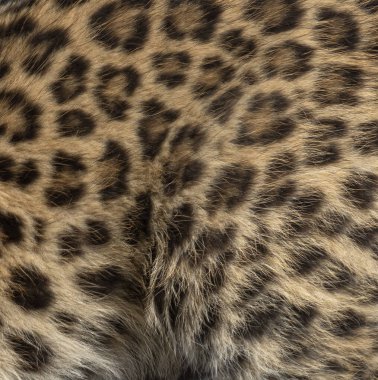 Amur leopar kürkü karmaşık benekli kamuflaj desenini ve dokusunu gösteriyor.