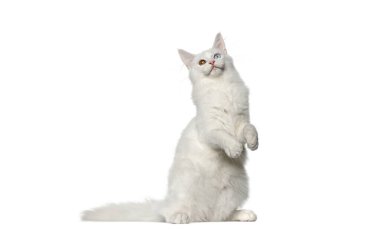 Arka ayakları üzerinde duran beyaz rakun kedisi heterokromi, beyaz arka planda izole.