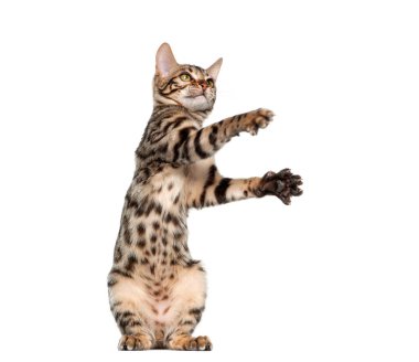 Bengal kedi arka ayakları üzerinde duruyor, uzanıyor ve beyaz arka planda oynuyor.