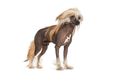 Çin armalı köpek, tüysüz vücudunu ve tüylü yelesini gösteriyor.