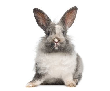 Kabarık gri ve beyaz evcil tavşancık beyaz arka planda oturuyor ve kameraya bakıyor.