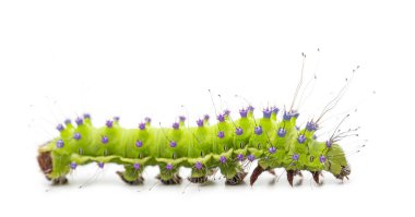 Yeşil tavus kuşu güvesi tırtılı, Saturnia pirisi, sade beyaz arka planda izole edilmiş mor sivri uçlu.