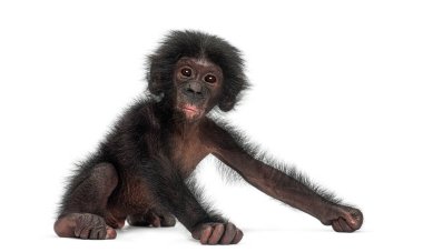 Bebek bonobo, Pan paniscus, beyaz arka planla stüdyoda oturuyor.