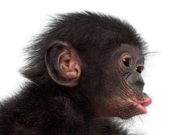 Bebek bonobo, pan paniscus, beyaz arka planda profil portresi