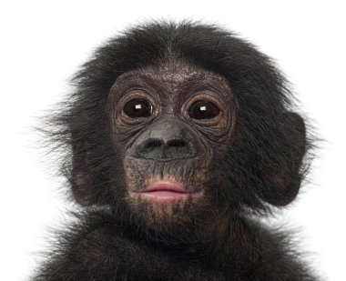 Bebek bonobo, Pan paniscus, bebek portresi.