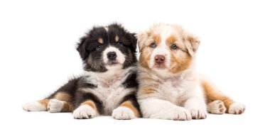 Avustralyalı çoban köpekleri beyaz arka plandaki kameraya bakarak birlikte yatıyorlar.