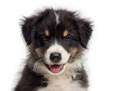 Avustralyalı bir çoban köpeğinin beyaz bir arka plana doğru nefes alıp verişi, oyuncu çekiciliğini sergiliyor.