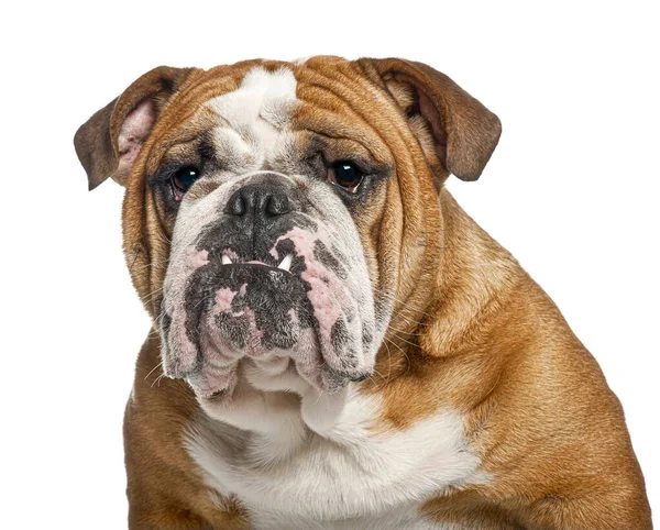 İngiliz bulldog 'u huysuz görünüyor ve alt dişlerini beyaz arka planda gösteriyor