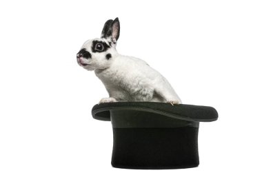 Klasik bir sihirbazın silindir şapkasından fırlayan sevimli Rex tavşanı sihir ve illüzyonun tuhaf bir tasviri.