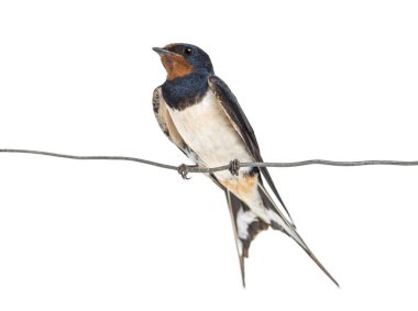 Barn Swallow, hirundo rustica, bir tel üzerinde dinleniyor, izole edilmiş.