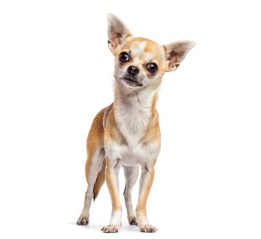 Chihuahua köpeği beyaz bir arka plana karşı duruyor, kafası eğik, meraklı görünüyor.