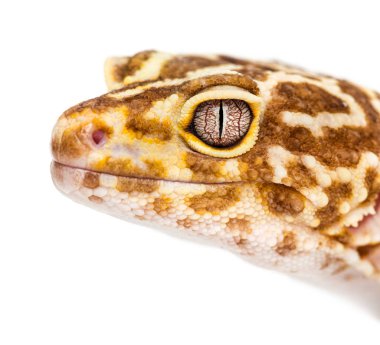 Gecko başı beyaz bir arkaplanda ayrıntılı ölçekler ve göz izole gösterir