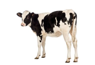 Beyaz arka planda yalnız duran siyah beyaz buzağı.