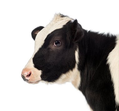 Siyah ve beyaz önlük desenli, profil içinde poz veren genç Holden buzağı.