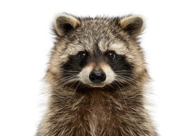 Rakun kafalı, Procyon Lotor, beyaz arka planda siyah bir maske takıyor.