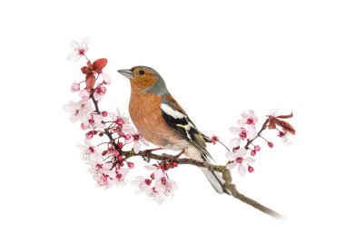 Chaffinch, Fringilla coelebs, beyaz arka planda soyutlanmış, çiçek açan kiraz ağacına tünemiş kuş.