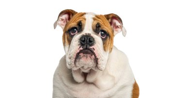 Beyaz bir arka planda İngiliz bir bulldog köpeğinin ön görüntüsünü kapatın.