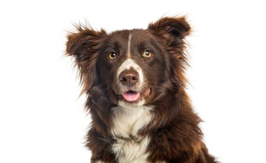 Beyaz arka planda kahverengi ve beyaz kürklü Sınır Köpeği