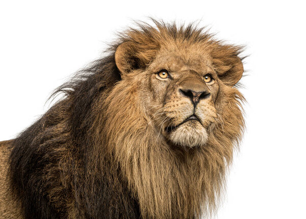 Close up of a powerful male lion gazing upwards, isolated on white