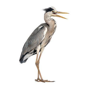 Gri balıkçıl, ardea cinerea, açık gagasıyla profilde duruyor, beyaz arka planda çağrı yapıyor.