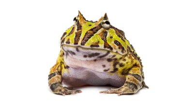 Yeşil ve kahverengi Arjantin Boynuzlu Kurbağası, diğer adıyla Pacman Kurbağası, beyaz arka planda dinleniyor.