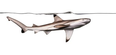 Blacktip resif köpekbalığı, Carcharhinus melanopterus, beyaz arka planda berrak suda yüzüyor.