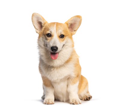 Corgi köpek yavrusu oturuyor ve dilin beyaz arka planda mutlu görünüyor.