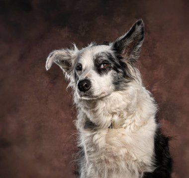 Kahverengi bir arka planda özenli bir ifadeyle kenarda duran çoban köpeği.