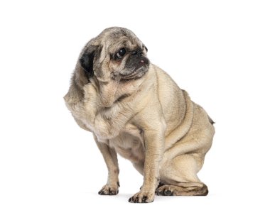 Yaşlı Pug köpeği, kırışıklıklarla oturuyor ve beyaz arka plana bakıyor.