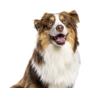 Avustralyalı çoban köpeği poz veriyor, beyaz arka planda mutlu bir ifadeyle soluk soluğa.