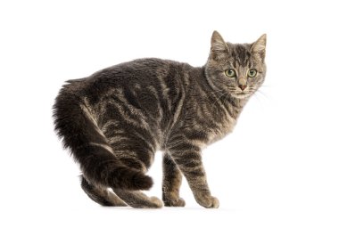 Tekir işaretli melez kedi temiz beyaz arka planda tetikte bekliyor.