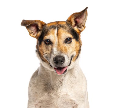 Beyaz arka planda gülümseyen mutlu köpek portresi