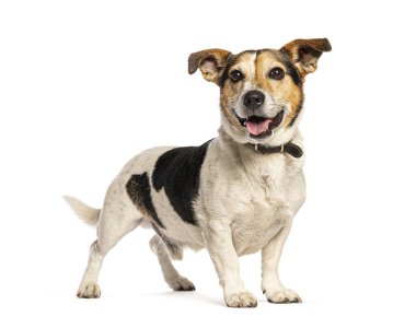 Jack Russell Terrier köpeği beyaz bir arka planda dururken mutlu bir şekilde nefes nefese.