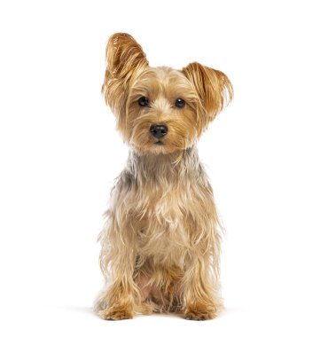 Yorkshire Terrier köpeği beyaz arka planda stüdyoda oturuyor.