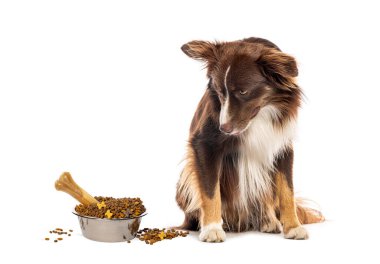 Avustralya çoban köpeği beyaz arka planda oturmuş evcil hayvan mamasına bakıyor.