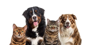 Farklı cinslerden köpekler ve kediler bir arada durur, uyumlu bir bağ kurarlar.