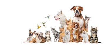 Farklı köpek, kedi ve kuş grupları beyaz bir arka planda ayakta ve yan yana oturuyorlar.