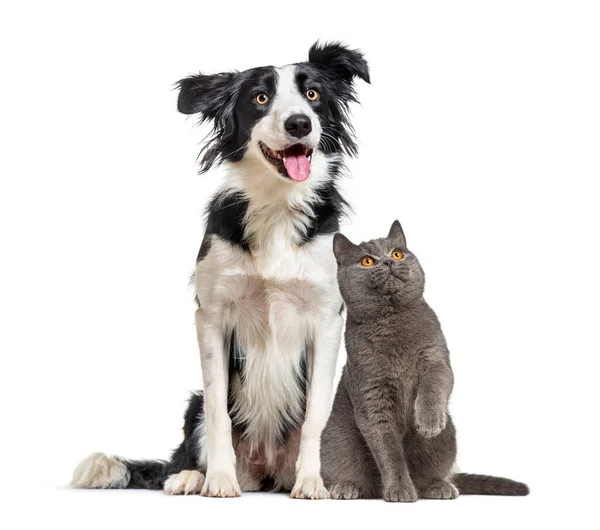 Köpek ve kedi birlikte oturuyor, evcil hayvan arkadaşlığını ve arkadaşlığı temsil ediyor.