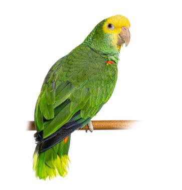 Sarı başlı Amazon papağanı tüneğin üzerinde duruyor, yüzü beyaz bir arka planda.