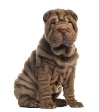 Sharpei sitting in front of a white background clipart
