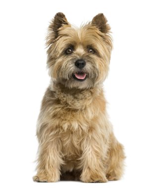 Cairn terrier sitting in front of a white background clipart