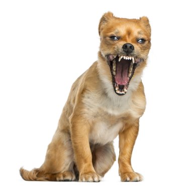 Beyaz bir arka plan önünde esneme köpek crossbreed