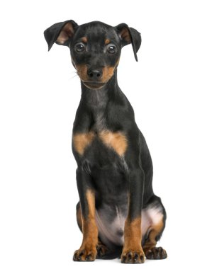 Beyaz bir arka plan önünde oturan pinscher