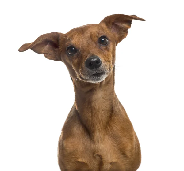 Close-up of a Pinscher in front of a white background — Stock Photo, Image