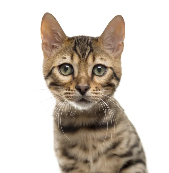Close-up of a Bengal in front of a white background — Stock Photo, Image