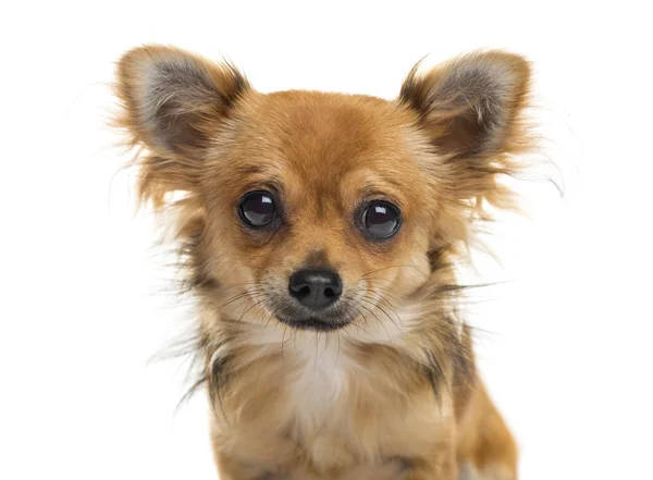 Nærbilde av en Chihuahua foran hvit bakgrunn – stockfoto